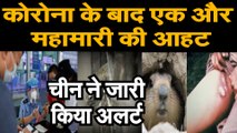 Bubonic Plague China कोरोना वायरस महामारी के बाद चीन में एक और महामारी की आहट, जारी किया गया अलर्ट