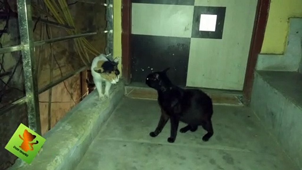 Black & White cats discussing pandemic 