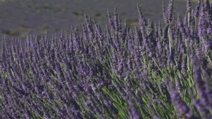 Pastores de abejas en la Provenza francesa