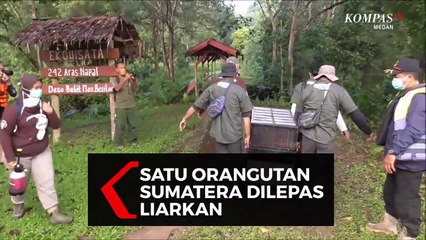 Satu Individu Orangutan Sumatera (Pongo Abelii) Dilepasliarkan