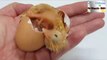 Chicks from eggs- without make  eggs hatching machine at home at zero cost