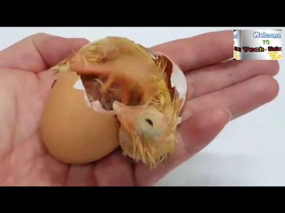 Chicks from eggs- without make  eggs hatching machine at home at zero cost