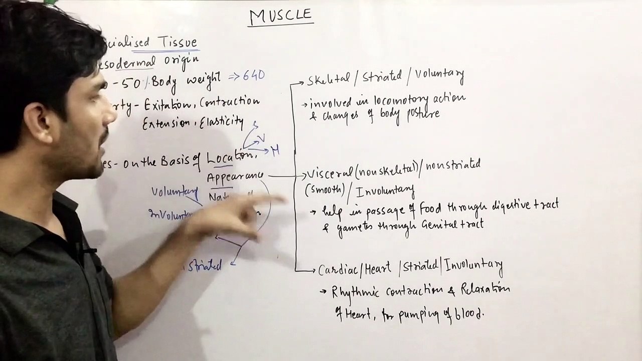 Locomotion & Movement Chapter:Part-9(Muscles & its types) CBSE/NEET/11th
