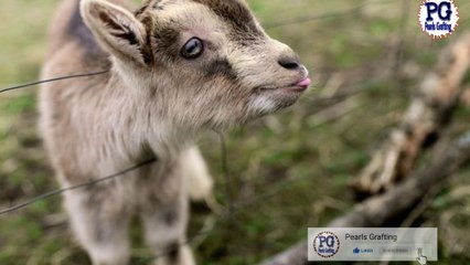 Baity ny bap sai behter faisla kesy kia|Hazrat sulaiman ki Adalat mai 2 Admio k muqadma|Qurani waqiy