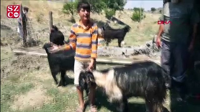 Kuzusu öldüğü için gözyaşlarına boğulan Barış, olayı anlattı