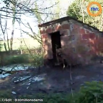 30 millions d'amis : ils sauvent une trentaine de pauvres bêtes à l'abandon et maltraitées...