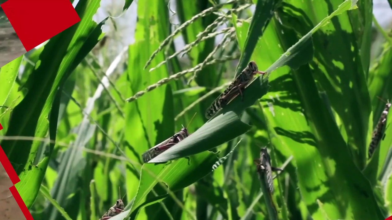 Kenyan Officials Turn to App to Help Track and Control Destructive Swarms of Locusts