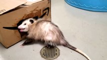 Ursula the opossum marks her territory