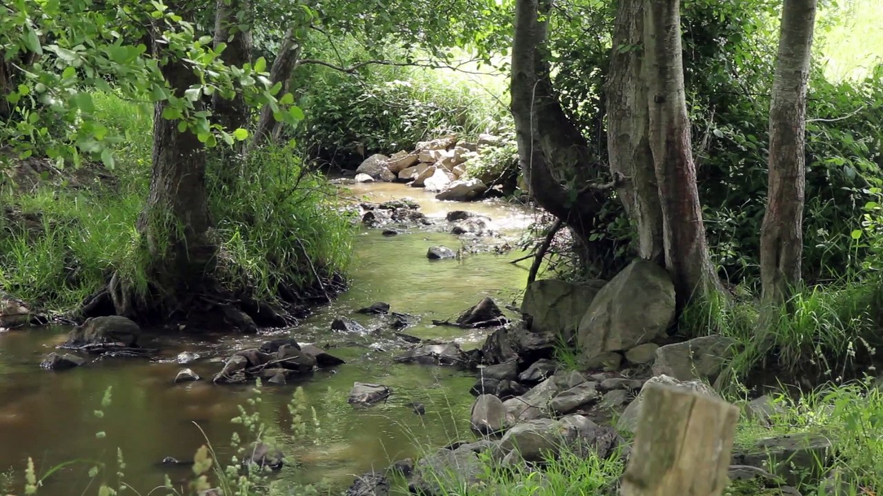 Histoires de plantes - Des hommes et des plantes - épisode 6