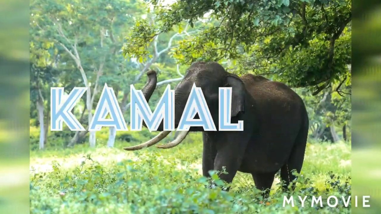 video_2020_06_11_15_54_00 விளக்கு  Light