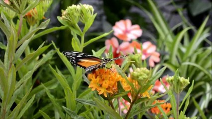 Morning Relaxation Music, Stress Relief Music, Healing Music