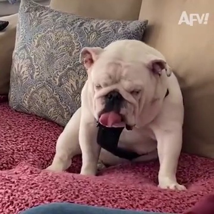 Cat  & Dog  funny video  ( part -2) just for laugh