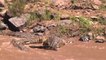 Crocodiles Eat a Zebra Masai Mara River Migration Kenya