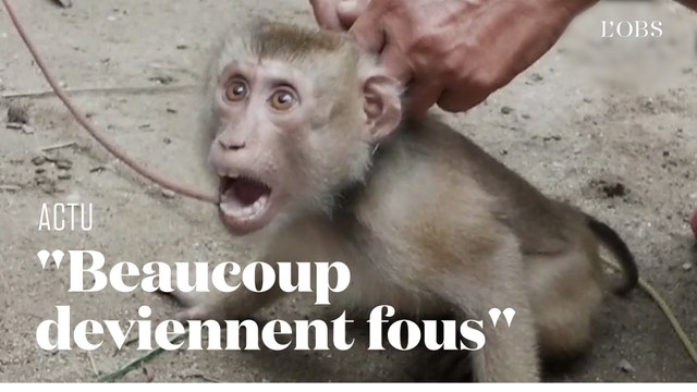 Singes exploités pour la noix de coco en Thaïlande : beaucoup deviennent fous