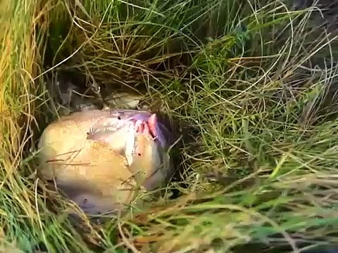 Il découvre un oeuf étrange et répugnant au fond du jardin mais ce n'est pas un oeuf...