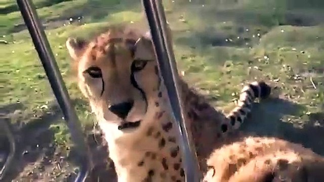 Ecoutez ces guépards miauler : les mignons petits chatons