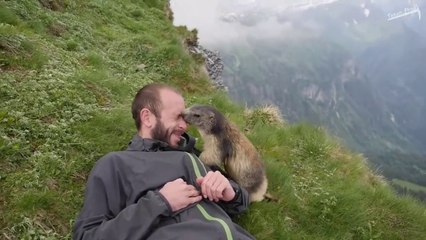 Une marmotte pas très timide vient faire un gros calin à un randonneur
