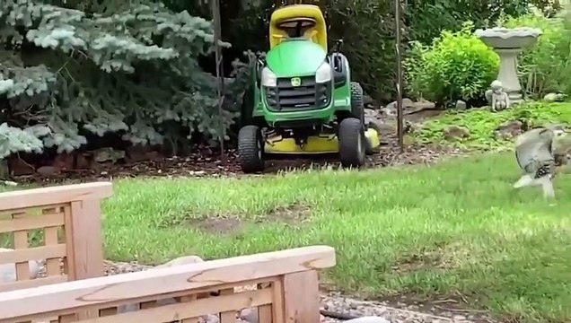 Cet écureuil donne le tournis à un aigle en chasse