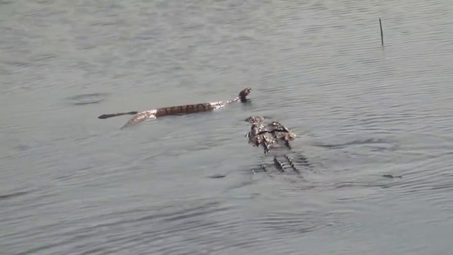 Un alligator vient dévorer un énorme serpent