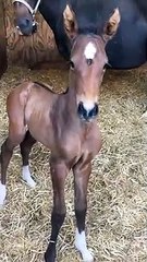 Ce poulain essaye de hennir et c'est trop mignon