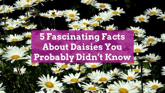 5 Fascinating Facts About Daisies You Probably Didn't Know