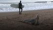 Injured leopard seal found by locals and rescued in Argentina