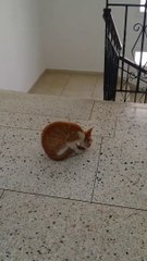 Funny Cutes Cats Nettoyer