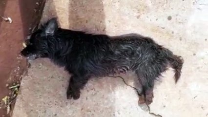 Cachorrinho é encontrado morto no Bairro Santa Cruz