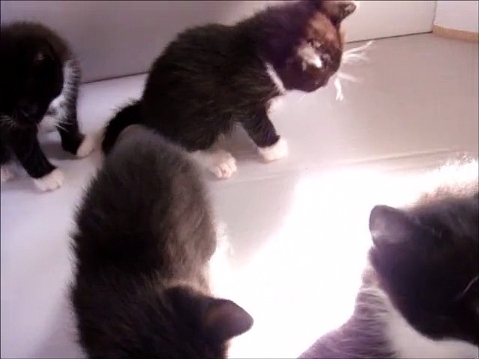Four Black Kittens In the HideOut