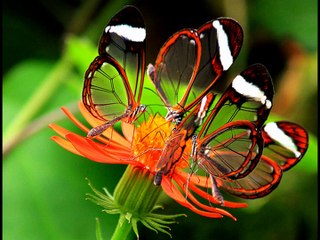BUTTERFLIES ARE BEAUTIFUL!!!