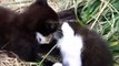 Two Black Kittens Biting Each Other While Having Fun