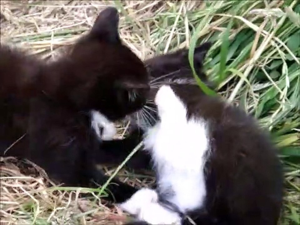 Two Black Kittens Biting Each Other While Having Fun