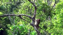 Wild apes in Indonesia called for feeding by handler using horn