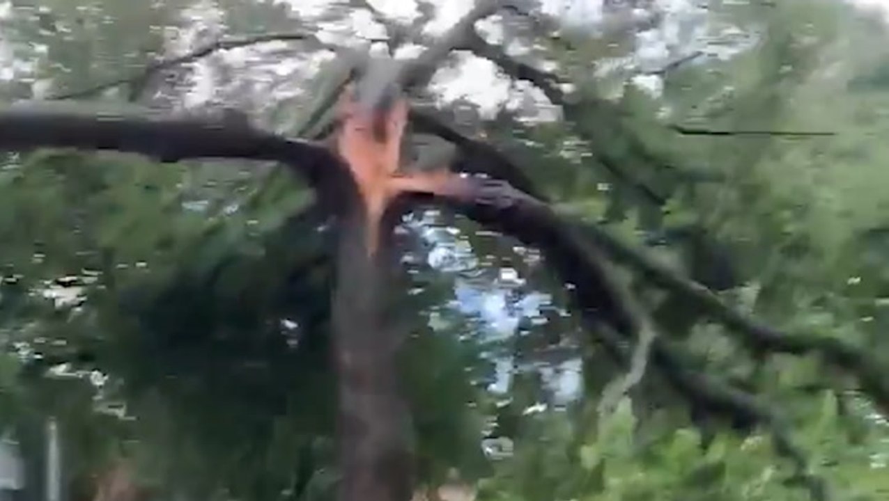 Lighting splits tree in three