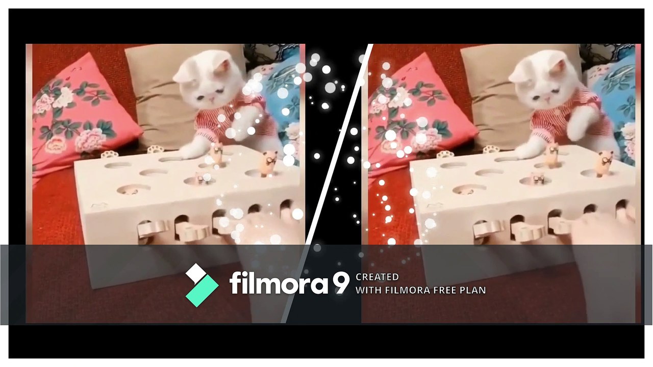 funny cat 2