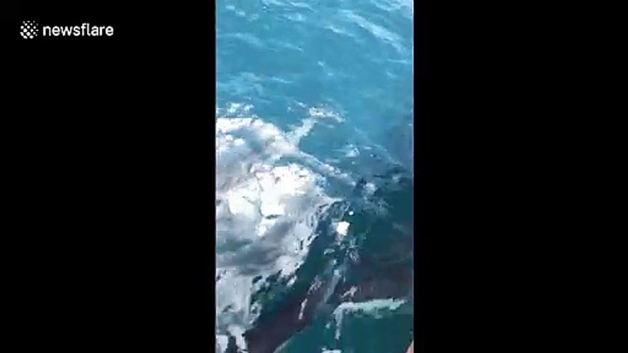 Pack of dolphins speedily swim alongside yacht, mesmerize passengers in Marina del Rey, California