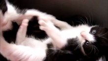 Two Black and White Kittens Biting Each Other's Tail While Playing