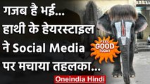 Feel Good Today : गजब है भई...हाथी के हेयरस्टाइल ने Social Media पर मचाया तहलका...| वनइंडिया हिंदी