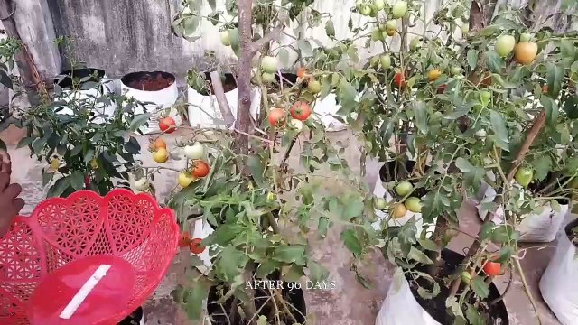 How To Grow Tomatoes From Seeds