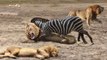 OMG! Mother Zebra Save Her Baby From Lion, Crocodile Hunting - Predator Becomes The Prey