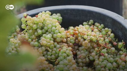 Kozmik bağcı Ay takvimine göre üzüm yetiştiriyor