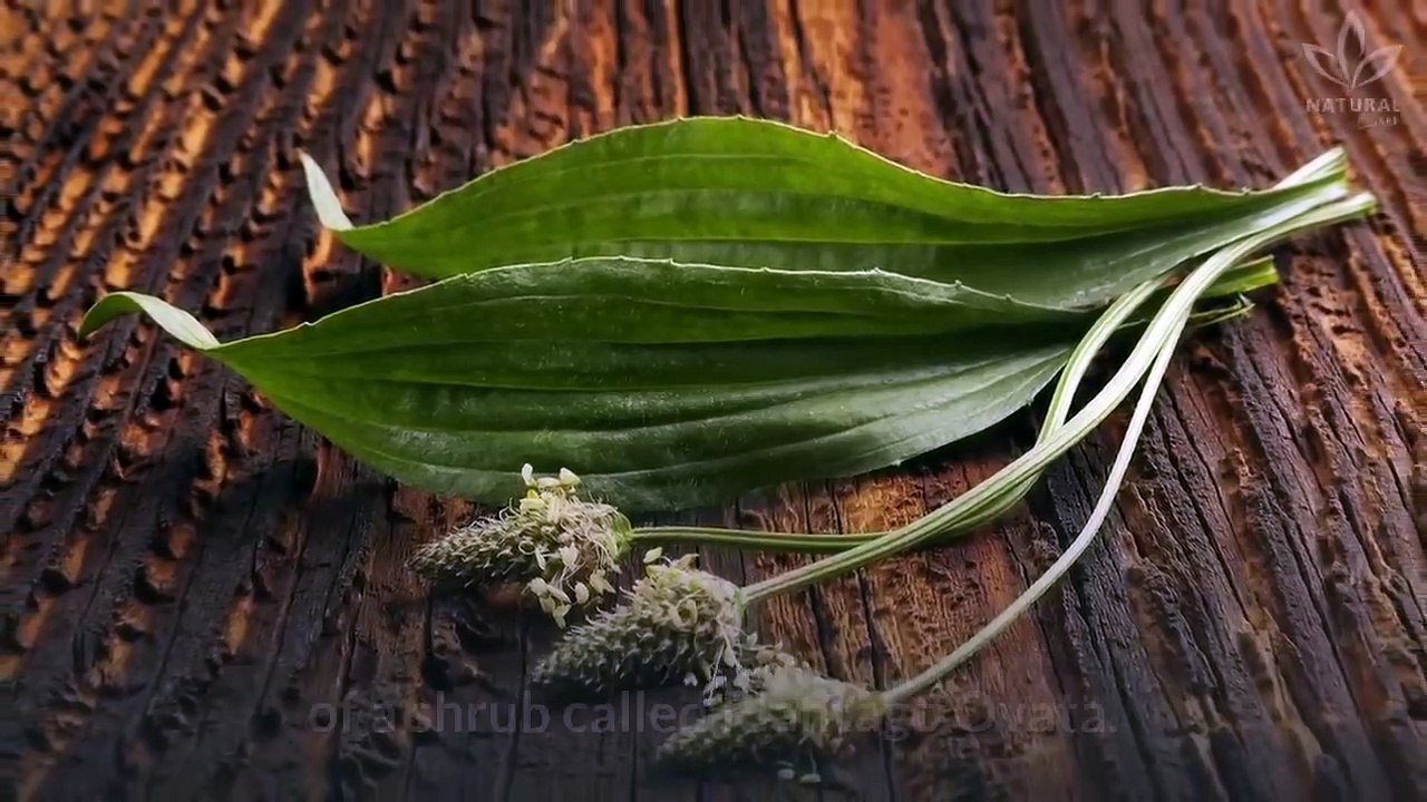 4 Incredible Reasons to Include Psyllium Husk Into Your Diet (Isabgol)