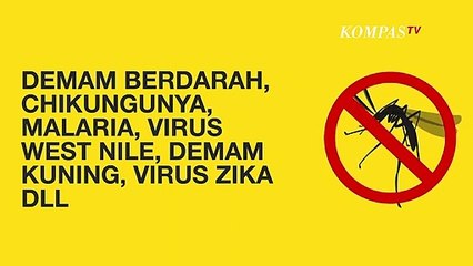 [Infografis] Apasih Mosquito-Borne Disease? Kenali Gejala dan Pencegahannya!