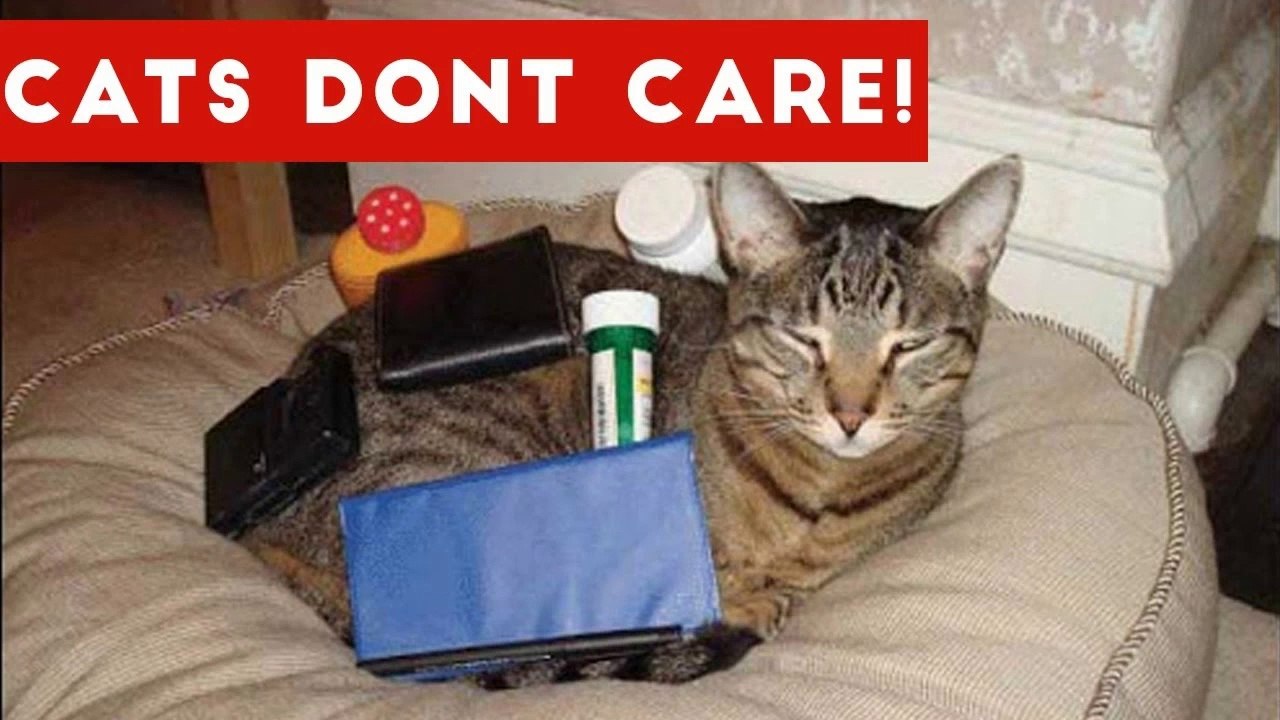 Cats Don't Care Funny Pets Videos _ Best Funny Cat Videos Ever