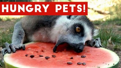 The Funniest Hungry Pet & Animal Videos Weekly Compilation 2017 _ Funny Pet Videos