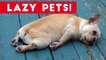 Laziest Pets _ Cute and Funny Animals Compilation of 2017 _ Funny Pet Videos