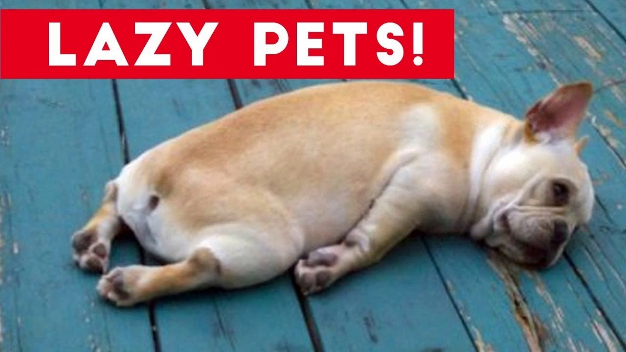 Laziest Pets _ Cute and Funny Animals Compilation of 2017 _ Funny Pet Videos