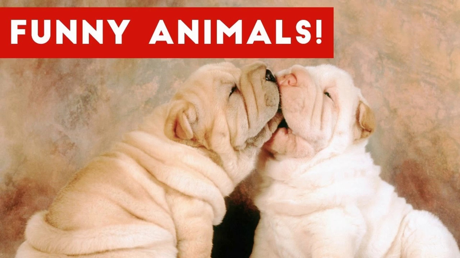 ⁣Funniest Pet Clips, Bloopers, Viral Videos & Outtakes Weekly Compilation _ Funny Pet Videos