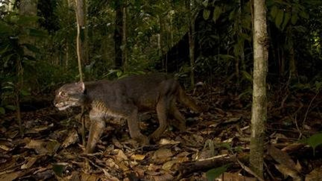 Kucing Merah Kalimantan, Kocheng Asli Indonesia