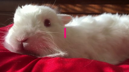 Calm Piano Music: Study music, focus, think, relaxing music for Pet animals Lover